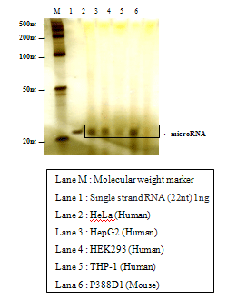 Purificação da fração do RNA micro a partir da proteína hAGO2 imunoprecipitada