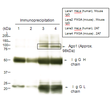 Imunoprecipitação da proteína Ago1 (Cell)