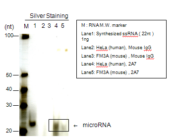 Purificação do RNA micro a partir da fração IP da proteína Ago1 (Cell)