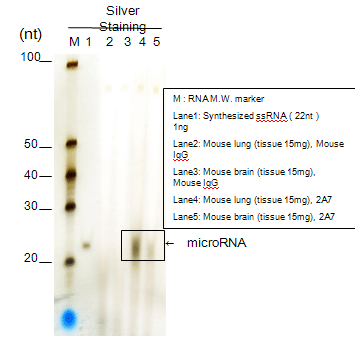 Purificação do RNA micro a partir da fração IP (Tissue)