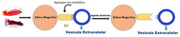 Método da afinidade com Fosfatidilserina (PS)