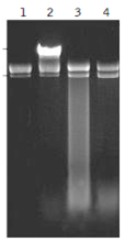 Ação do DSN sobre o DNA